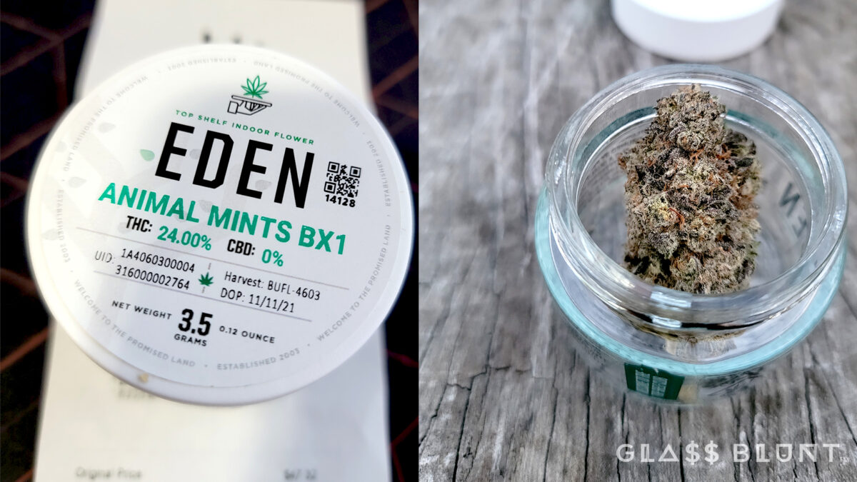 , Animal Mints Bx1 Cannabis Strain Review, Glassblunt